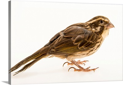 Streaky seedeater, Crithagra striolatus, from a private collection