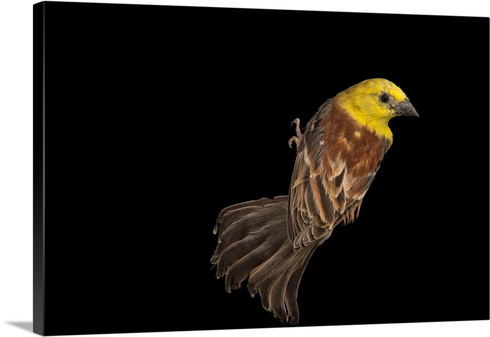 Sudan golden sparrow, Passer luteus.