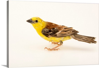 Sudan golden sparrow, Passer luteus, from a private collection