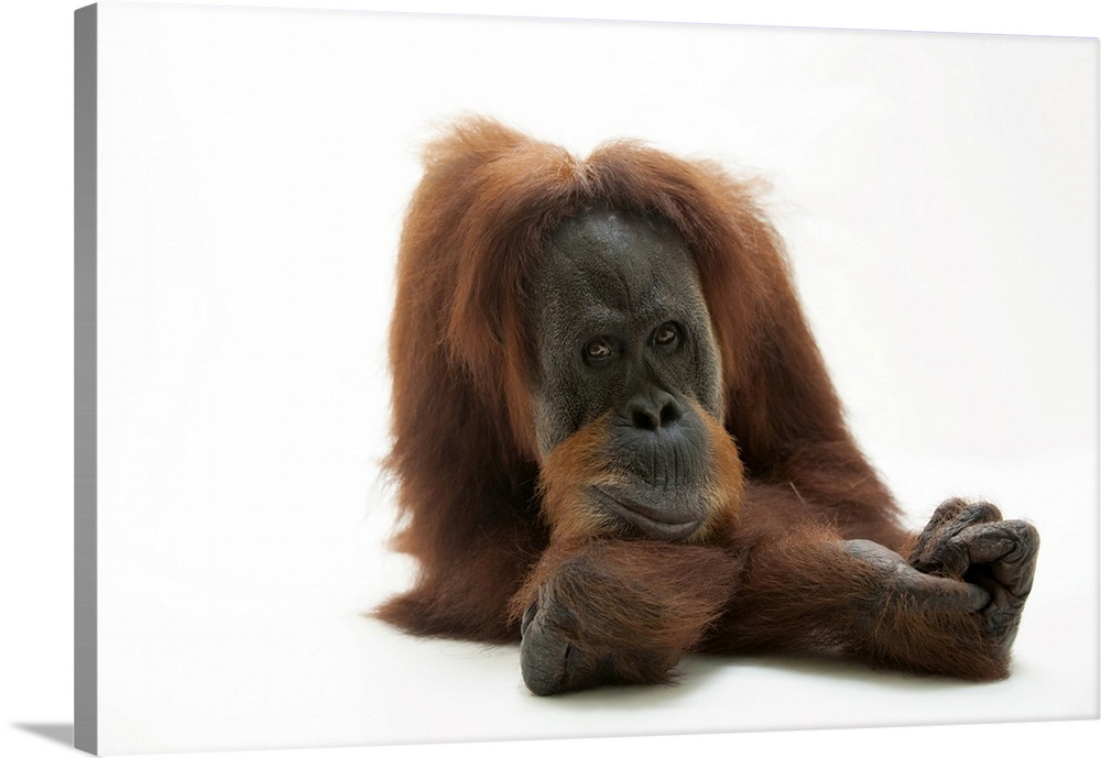 A critically endangered sumatran orangutan, Pongo abelii, at the Gladys Porter Zoo in Brownsville, TX.