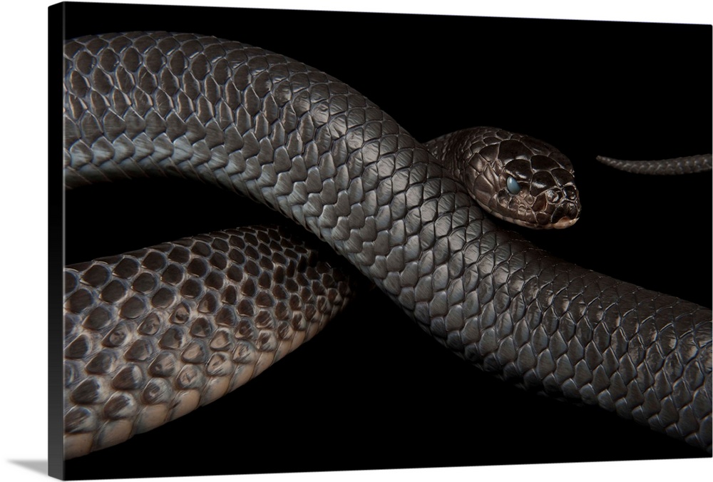 Texas indigo snake (Drymarchon melanurus erebennus) at the Fort Worth Zoo.