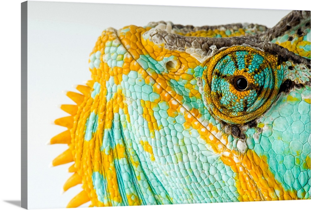 From the National Geographic Collection, a canvas of the up close of a colorful reptile's face.