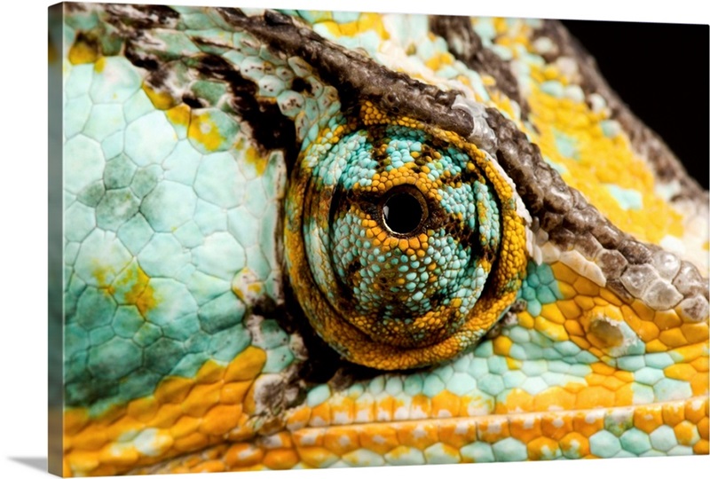 National Geographic's Video of a Chameleon Changing Colors Is Just the  Coolest