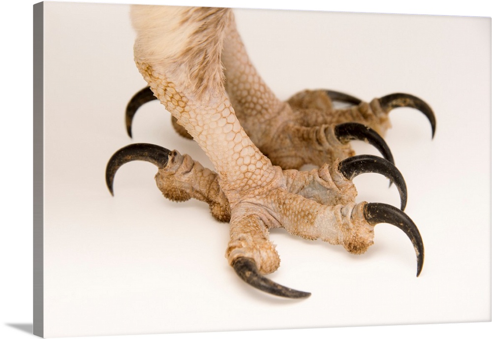 The feet of an osprey, Pandion haliaetus, at Healesville Sanctuary.