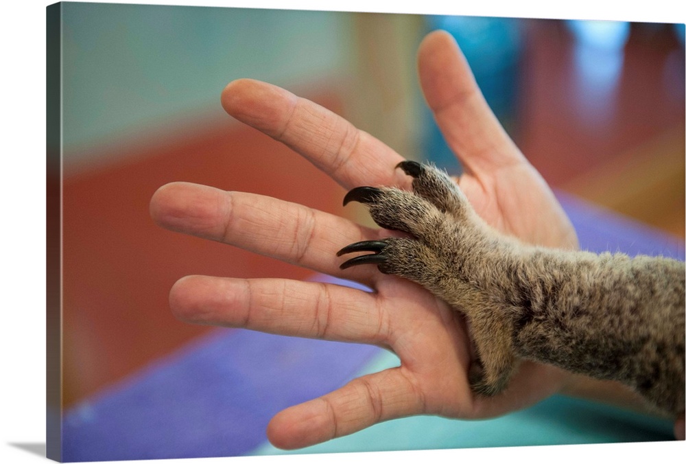 The hands of a veterinarian and a federally threatened koala.