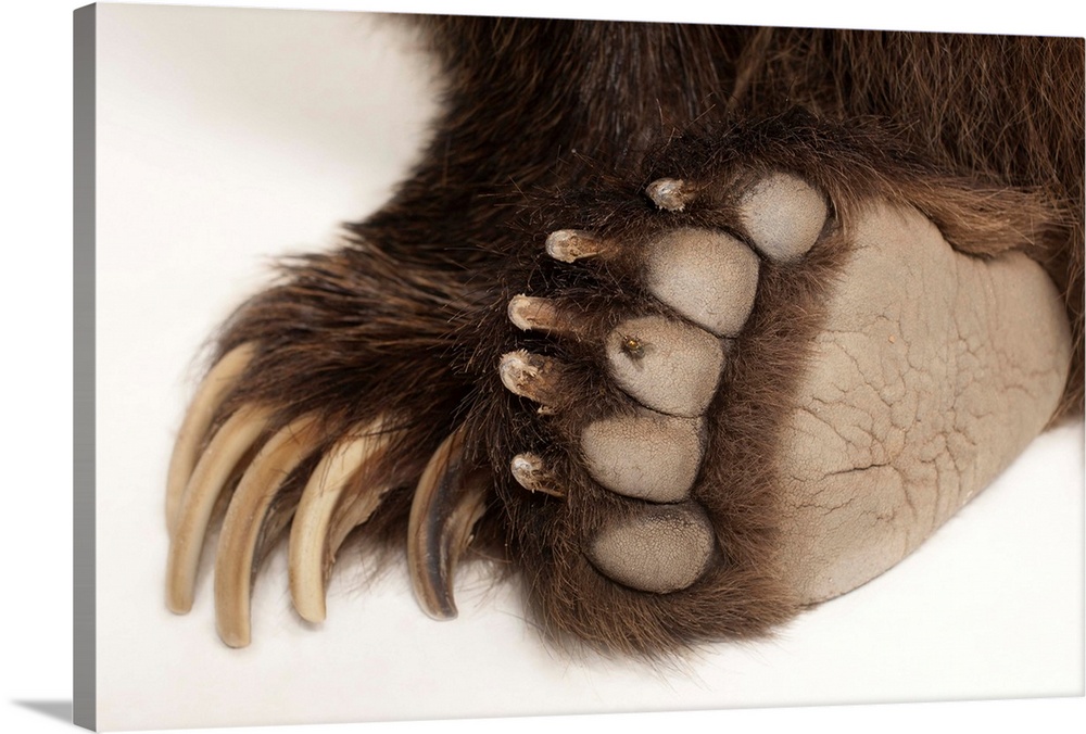 The paws of a grizzly bear, Ursus arctos horribilis.