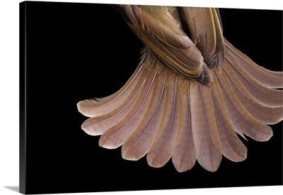 The tail feathers of a little greenbul bird, Andropadus virens
