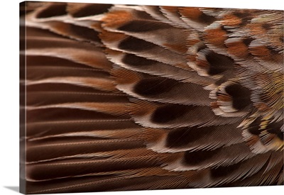 The wing of a male Florida grasshopper sparrow