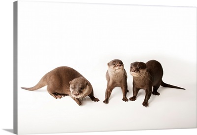 Three Asian small-clawed otters, at Omaha's Henry Doorly Zoo and Aquarium