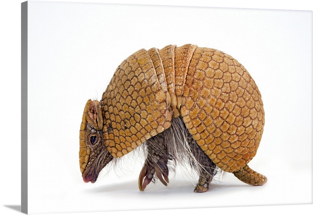 A southern three-banded armadillo, Tolypeutes matacus.