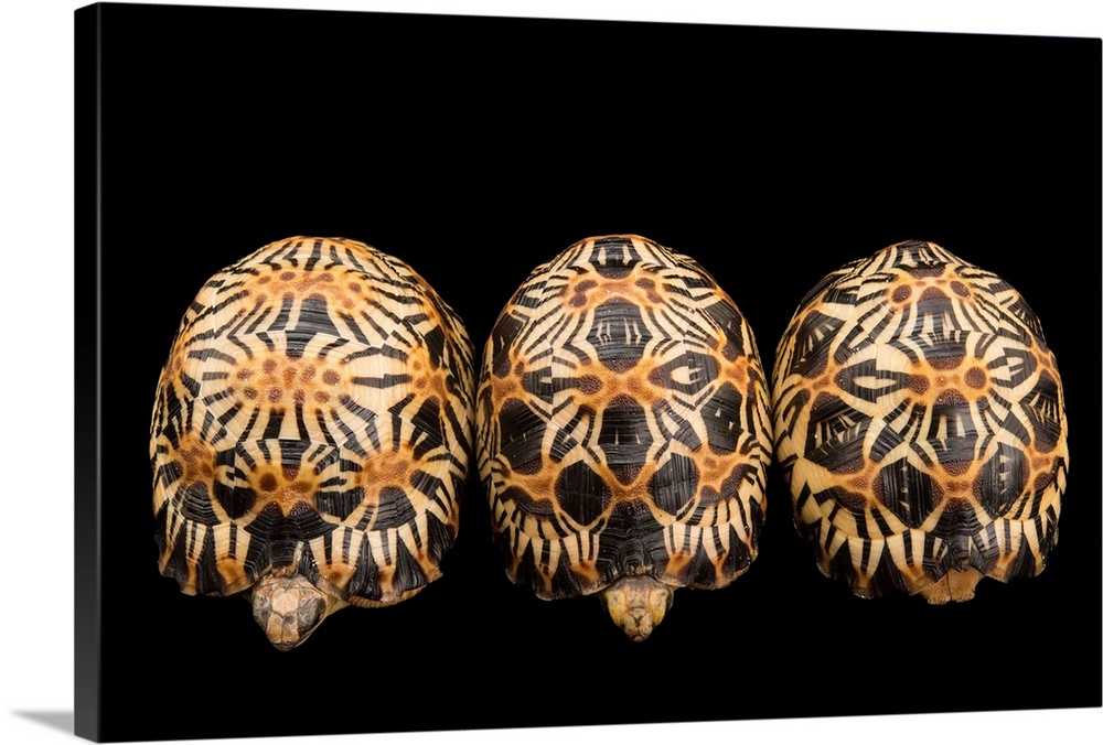 Three critically endangered, yearling radiated tortoises, Astrochelys radiata, at the Turtle Conservancy.