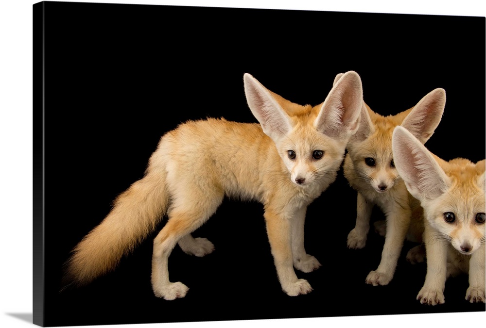 Three, ten week old fennec fox kits, Vulpes zerda, at the Saint Louis Zoo.