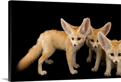 Three, ten week old fennec fox kits, Vulpes zerda, at the Saint Louis Zoo