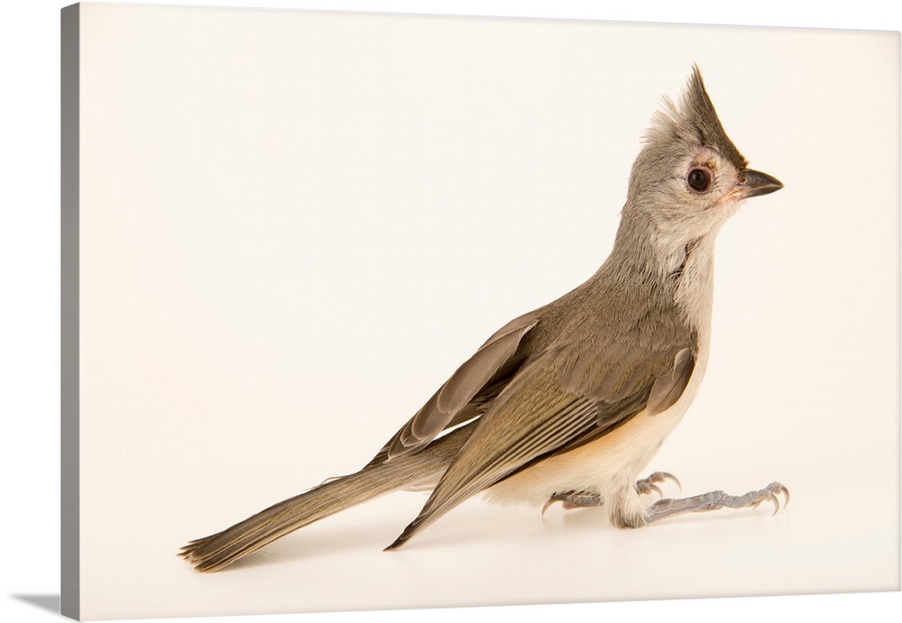 Tufted titmouse, Baeolophus bicolor, from Florida Wildlife Care.