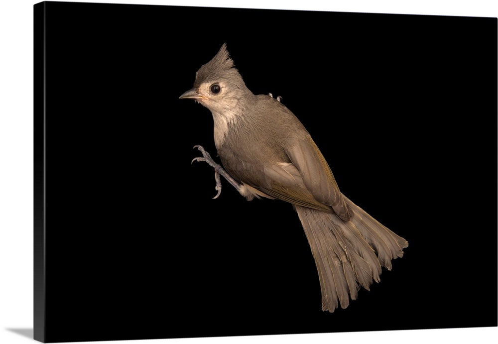 Tufted titmouse, Baeolophus bicolor, from Florida Wildlife Care.