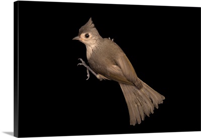 Tufted titmouse, Baeolophus bicolor, from Florida Wildlife Care