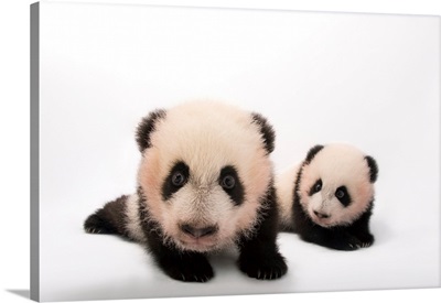 Twin giant panda cubs, Ailuropoda melanoleuca, at Zoo Atlanta