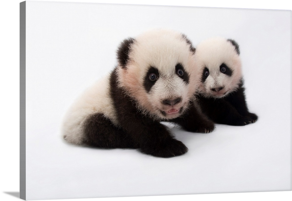 Twin giant panda cubs, Ailuropoda melanoleuca, at Zoo Atlanta.