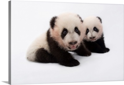 Twin giant panda cubs, Ailuropoda melanoleuca, at Zoo Atlanta