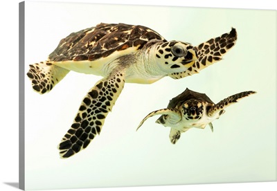 Two Critically Endangered Hawksbill Sea Turtles, Dubai Turtle Rehabilitation Project