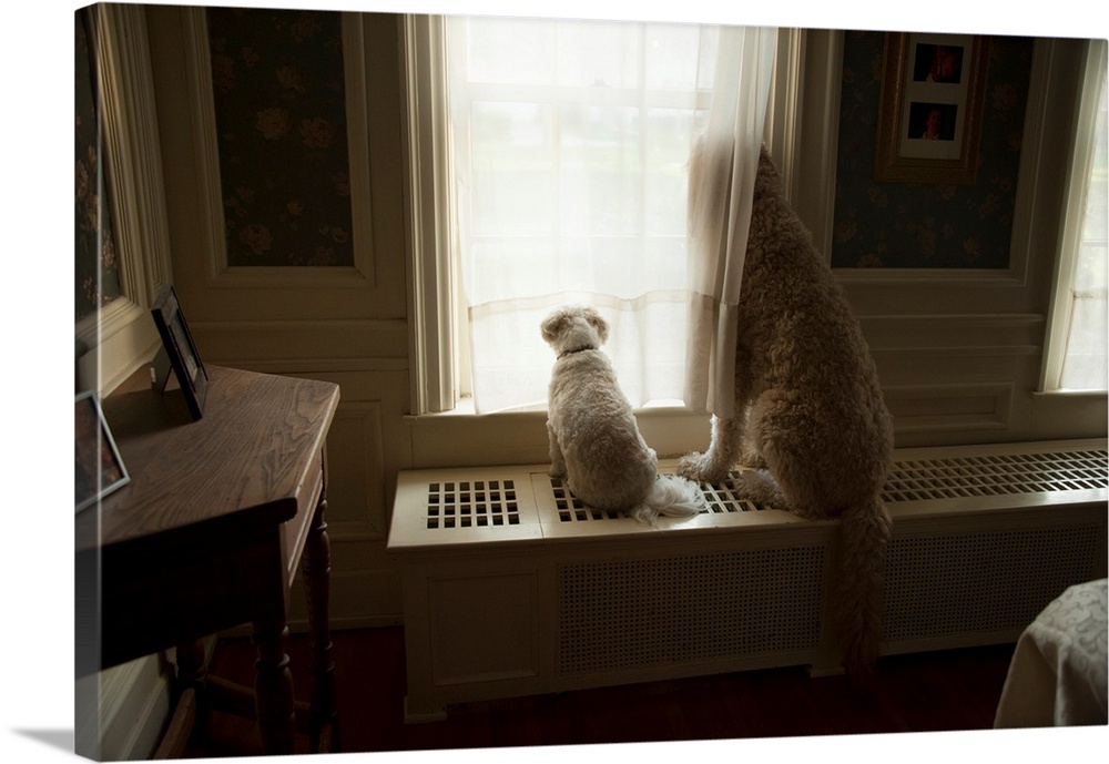 Two dogs look out a window in Lincoln, Nebraska