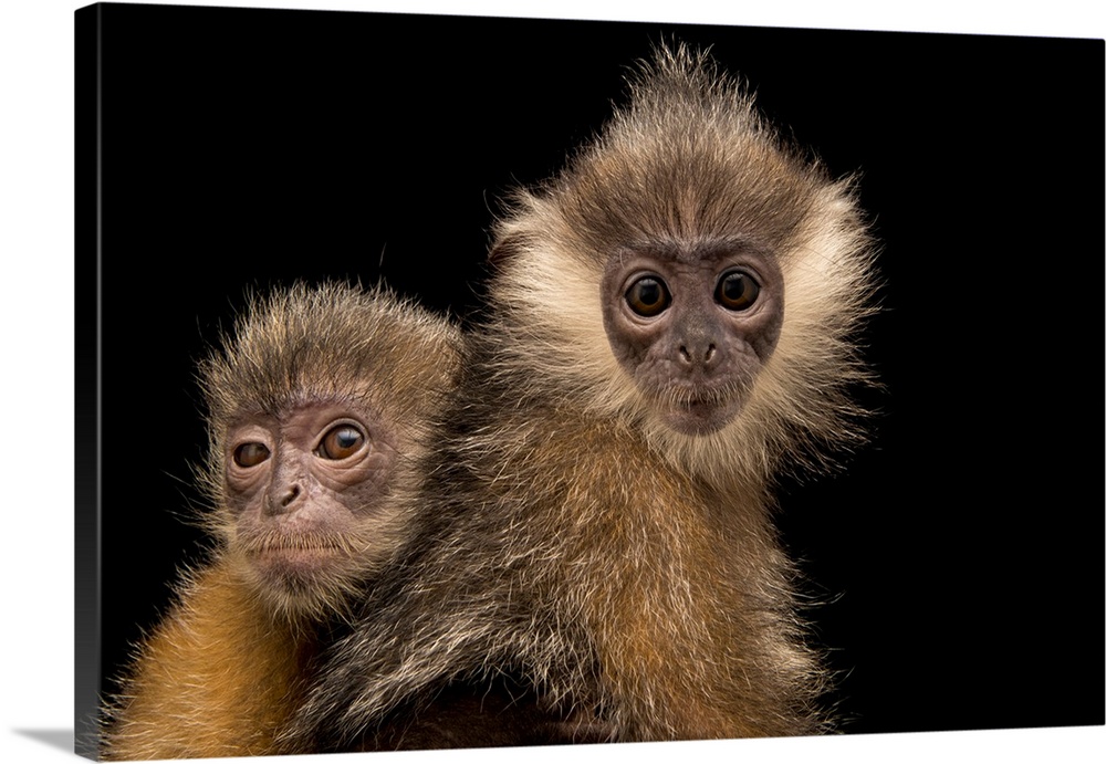 A pair of rescued baby Indochinese silver langurs, Trachypithecus germaini, at the Angkor Center for Conservation of Biodi...