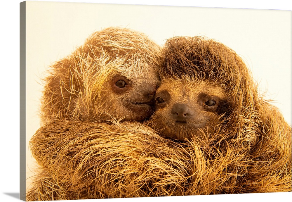 Two juvenile brown-throated sloths (Bradypus variegatus) at Toucan Rescue Ranch in San Josecito, Costa Rica.
