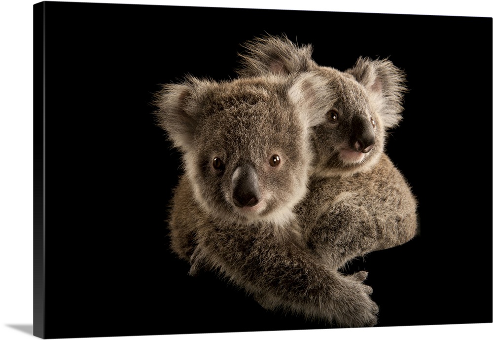 Two koala joeys (Phascolarctos cinereus) cling to each other, waiting to be placed with human caregivers at the Australia ...