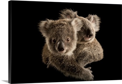 Two Koala Joeys Cling To Each Other, Australia Zoo Wildlife Hospital, Queensland