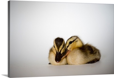 Two Mallard ducklings, Anas platyrhynchos