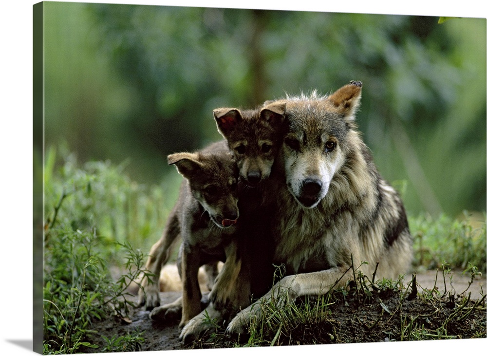 Big canvas photo art of two baby wolves cuddling with an adult wolf in the forest.