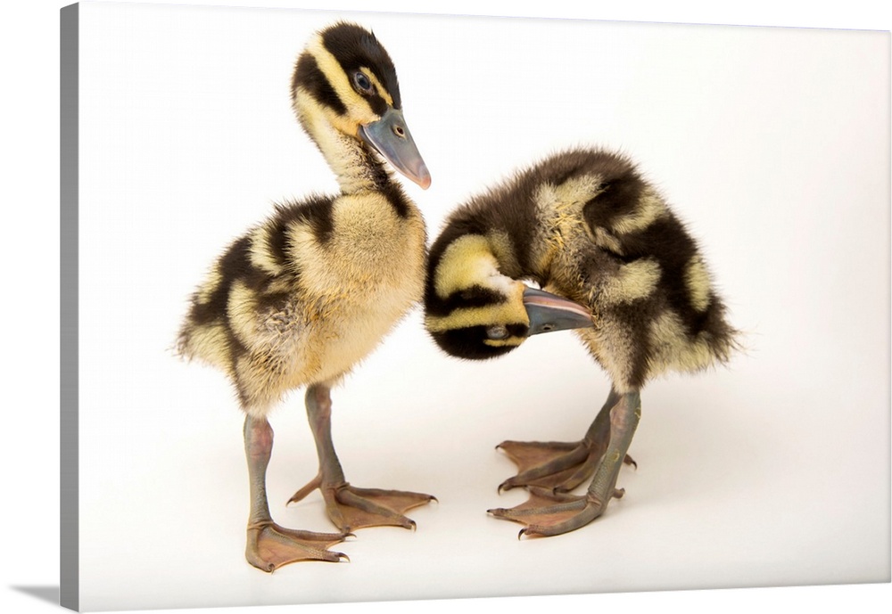 Two week old black bellied whistling ducklings, Dendrocygna autumnalis, at the Dallas World Aquarium.