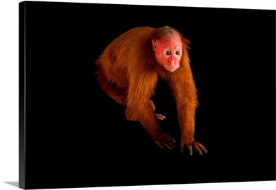 Ucayali Bald-Headed Uakari Monkey