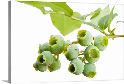 Unripe lowbush blueberries