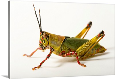 Variegated Grasshopper, Zonocerus Variegatus, At The Budapest Zoo