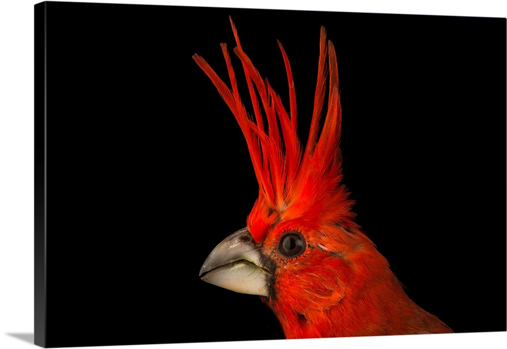 Vermilion cardinal, Cardinalis phoeniceus, at the National Aviary of Colombia.
