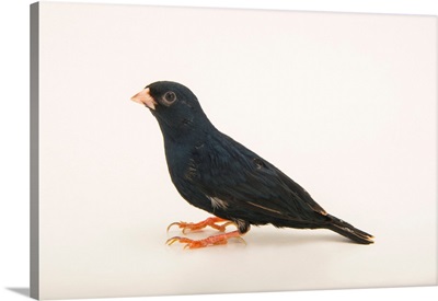 Village indigobird or steelblue widowfinch, Vidua chalybeata, from a private collection