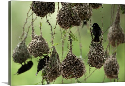 Weaverbirds build nests inside Queen Elizabeth National Park
