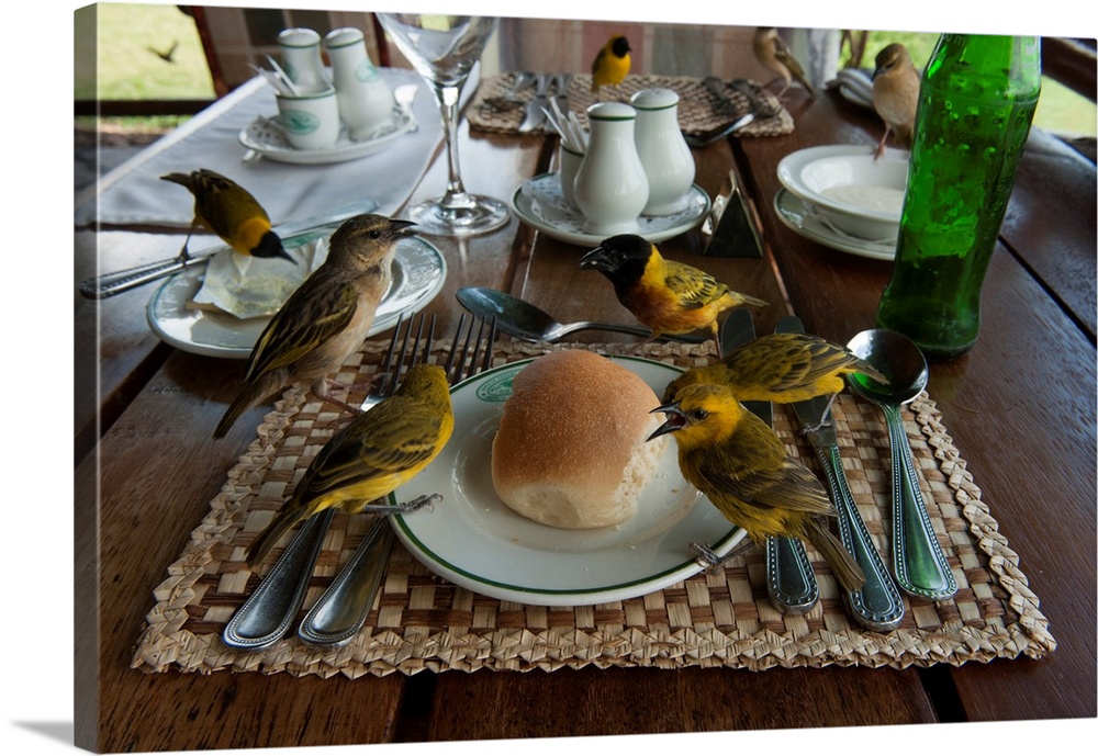 Weaver birds (possibly lesser-masked weavers) on a lunch table at Mweya Lodge.