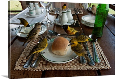 Weaverbirds perch on a lunch table at a safari lodge