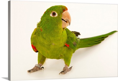 White eyed parakeet, Psittacara leucophthalmus leucophthalmus, from a private collection
