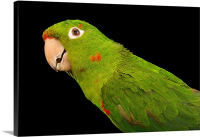 White eyed parakeet, Psittacara leucophthalmus leucophthalmus, from a private collection