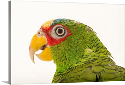 White fronted amazon, Amazona albifrons nana, from a private collection
