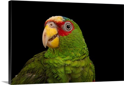 White fronted Amazon, Amazona albifrons nana, from a private collection