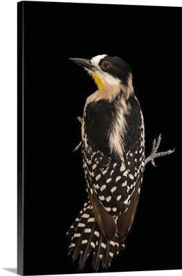 White fronted woodpecker, Melanerpes cactorum, from a private collection
