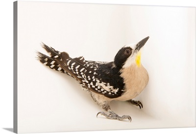 White fronted woodpecker, Melanerpes cactorum, from a private collection