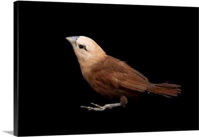 White headed munia, Lonchura maja, from a private collection