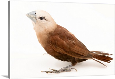 White headed munia, Lonchura maja, from a private collection