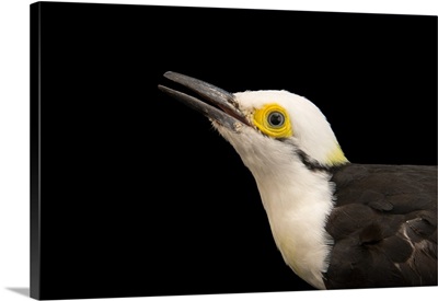 White woodpecker, Melanerpes candidus, from a private collection