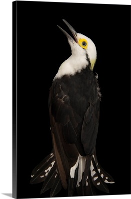 White woodpecker, Melanerpes candidus, from a private collection